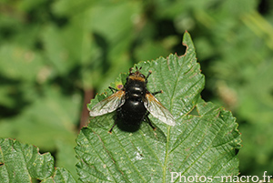 Tachina grossa